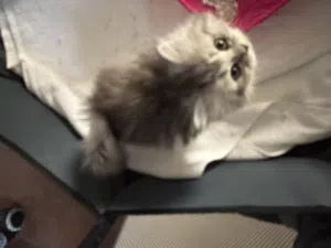 Small cats boy and girl