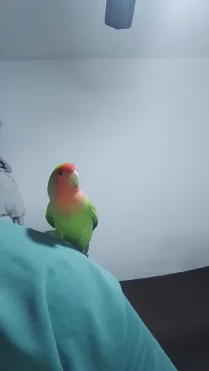 ببغاء فحل روز اليف