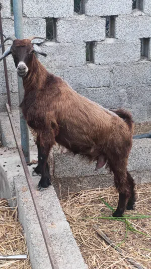 سخلة عمانية