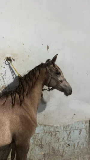 مهر جمال للبيع