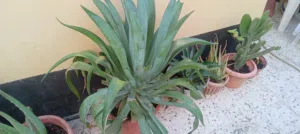 different plants from sale نباتات متنوعة للبيع
