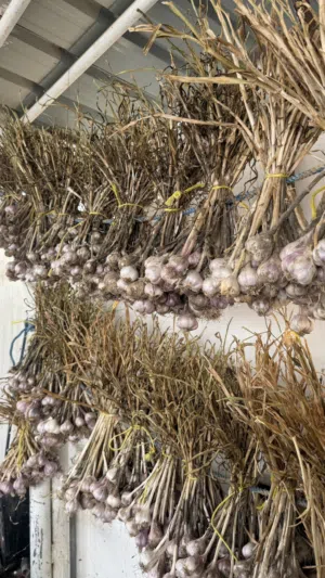 ثوم عماني للبيع