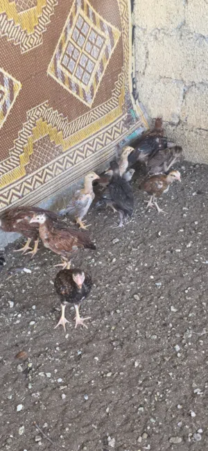 دجاج باكستاني