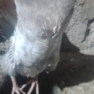 فروخ حمام دبح عددهن سته طرىفات غلاض وسمان إنشالله