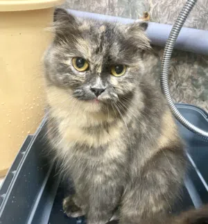 Scottish fold free....