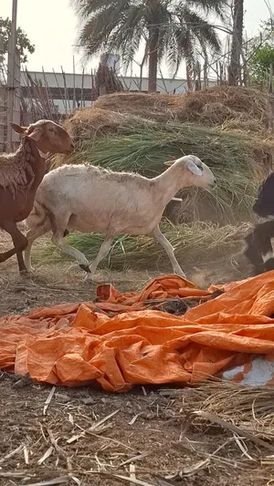 ‏غنم‏1