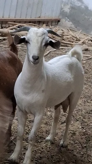 ‏ماعز‏0