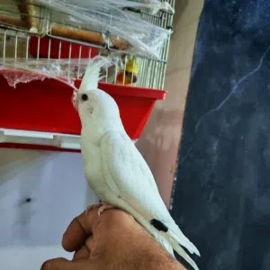 الحمدلله 