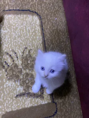 قطط سكوتش فولد للبيع بسعر رمزي