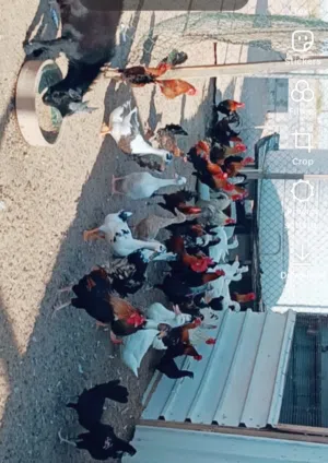 حمام بط دجاج ديك