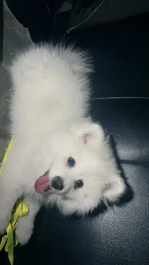 كلب بوميرينيان للبيع