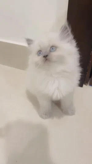 A doll Ragdol kitten/ الراغدول الدمية