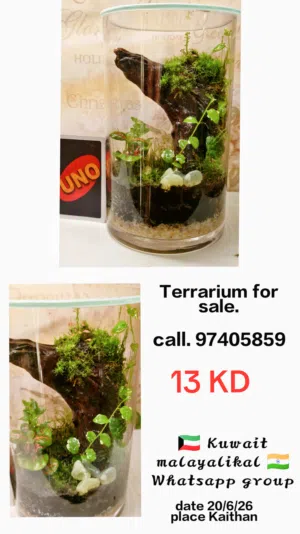 Terrarium for sale