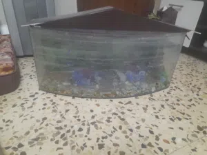 حوض سمك للبيع