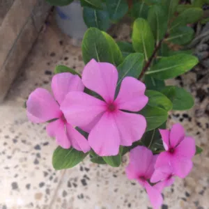 ابواصيل 
