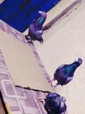 سلام عليكم حمام لبيع