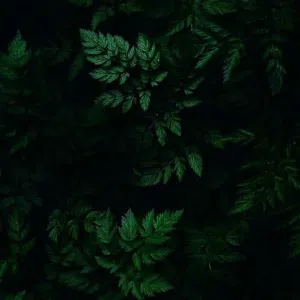 مؤيد البلوشي