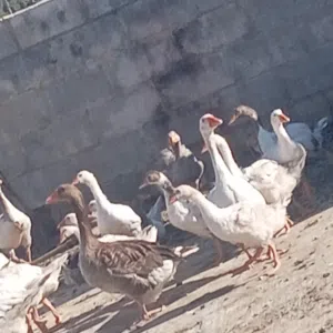 صغار وز جامبو