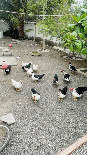 بط مصري جداً ممتاز