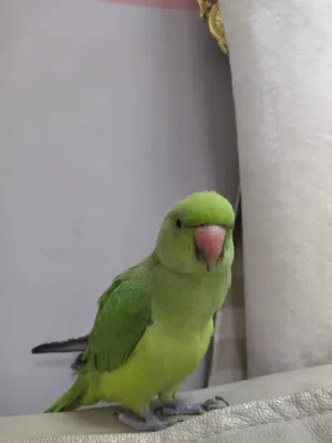 للبيع ببغاء دره أليف جدا