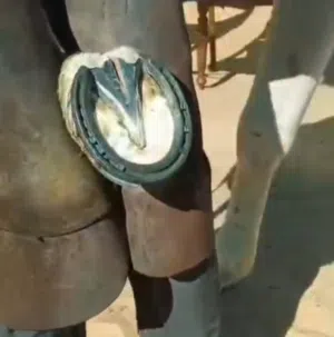 horse Farrier