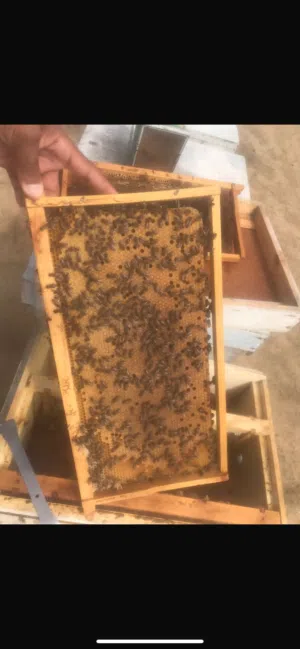 خلايا نحل كامله مع الملكة