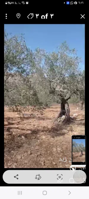 ارض للبيع في دير غسان مساحه 55 دونم كوشان طابو سلطه