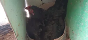 Pakistani hen دجاج باكستاني