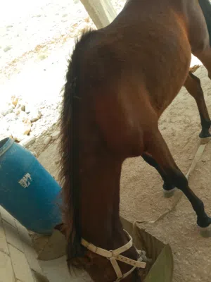 مهر ذكر للبيع