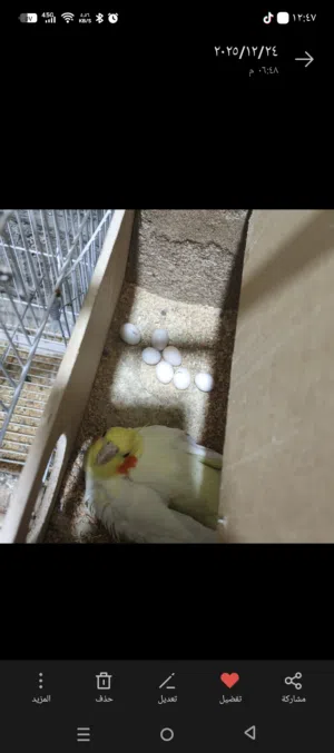 زوج كوكتيل امايات بل ذمه بيضن سبع بيضات الله شاهد أقره الوصف زوج كوكتيل امايات بل ذمه بيضن سبع بيضات