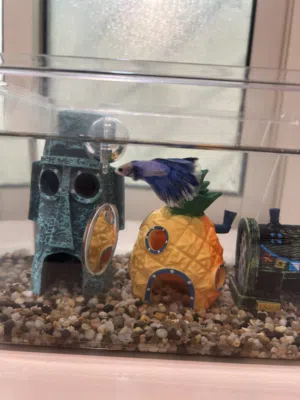 سمكة فايتر ذكر بألوان زاهية  ويجي معه الحوض وحصى والبيوت والمرايا والألعاب شاملة السعر