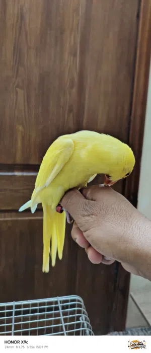 ببغاء درة لاتينو اصفر عين حمرة حجم جامبو