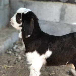 ‏ -‎̶˼˹. 