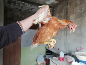 ديوك لوهمان و بلدي نضاف ماخذين كامل مطاعيمهم