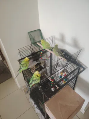 طيور بادجي انجليزي - ENGLISH BUDGIES
