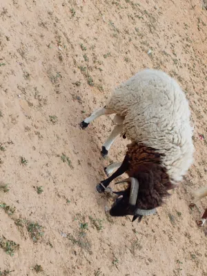 كبش وخروف تبارك الله رباية مزرعة .. .