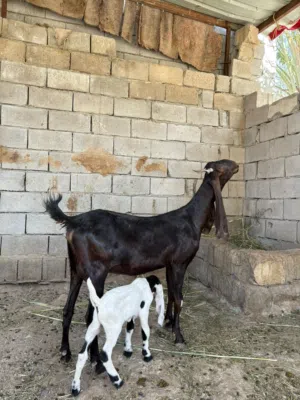 صخله كاموري اول بطن خشنه كلش وراهه فحل بكري