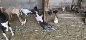 دجاج رومي منتج