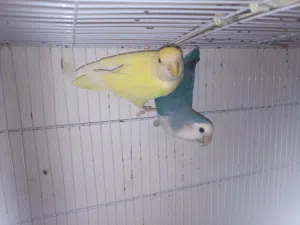 كوبيه روز ربي يبارك