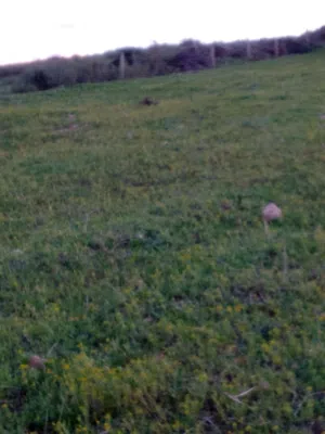 Farm Land for Sale in Nabeul Other