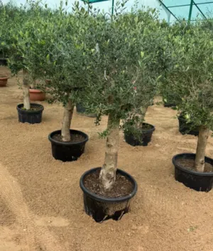 متوفر 3 كلاب للبيع حرس 1000 درهم توصيل موجود