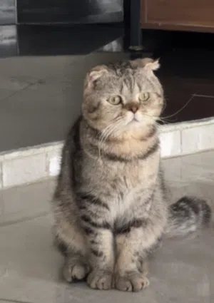 ذكر سكوتش فولد للبيع