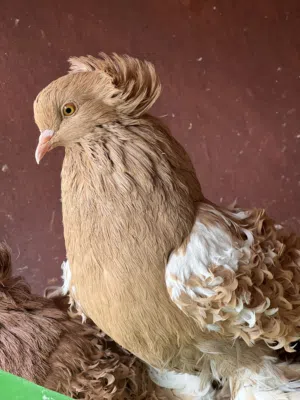 كوبيه كيرلي مصوقره درجه اولى