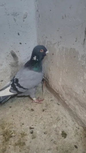 جواز زق للبيع