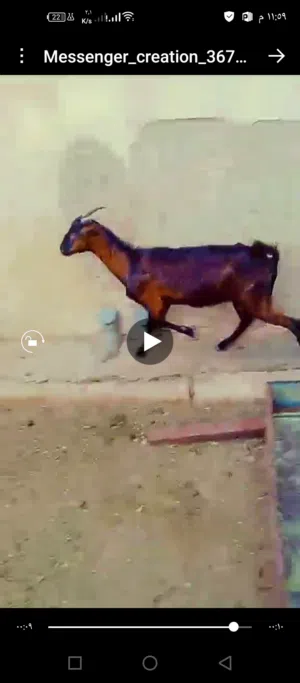 ماعز البينو نخب