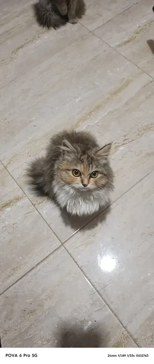 Persian1