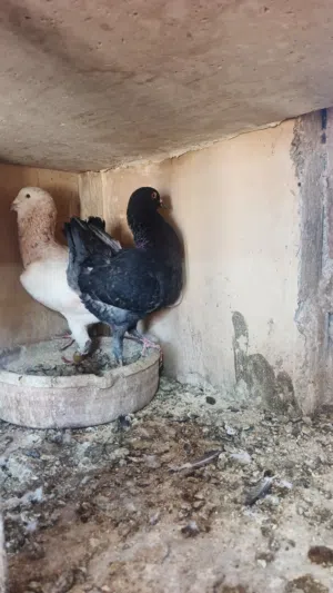 جوز رياحني علا مالتيز