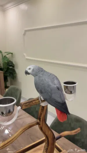 ببغاء كاسكو اليف يطلع على اليد و متكلم