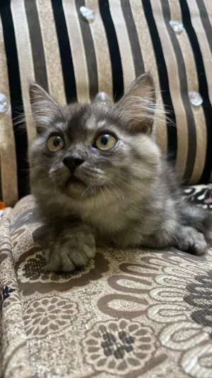 ام شيرازيه وأبناء ذكر وانثى