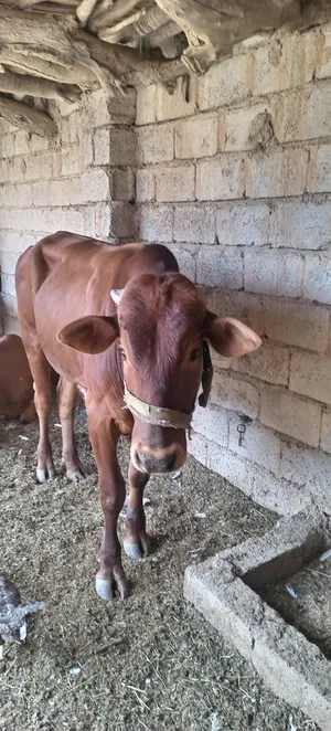 ‏أبقار‏3